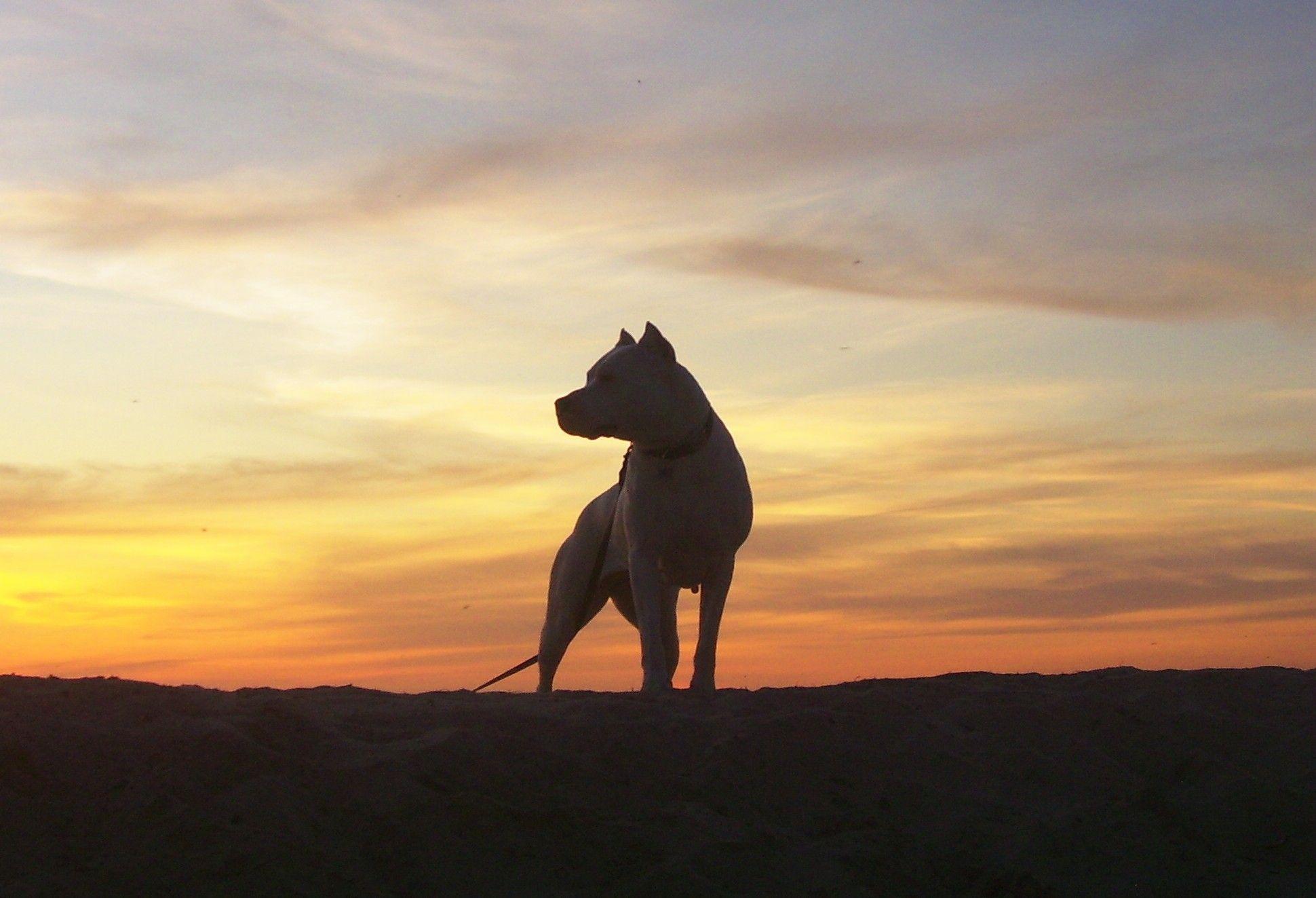 1940x1323 Dogo, Dogo kennel, Dogo, Dogo Argentino Care and training