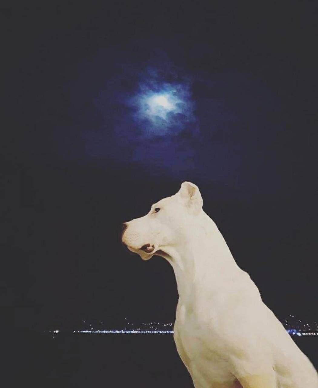 1050x1280 Dogo Argentino wallpaper