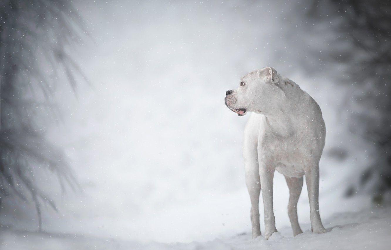 1332x850 Wallpaper winter, white, dog, bokeh, boxer image for desktop, section собаки