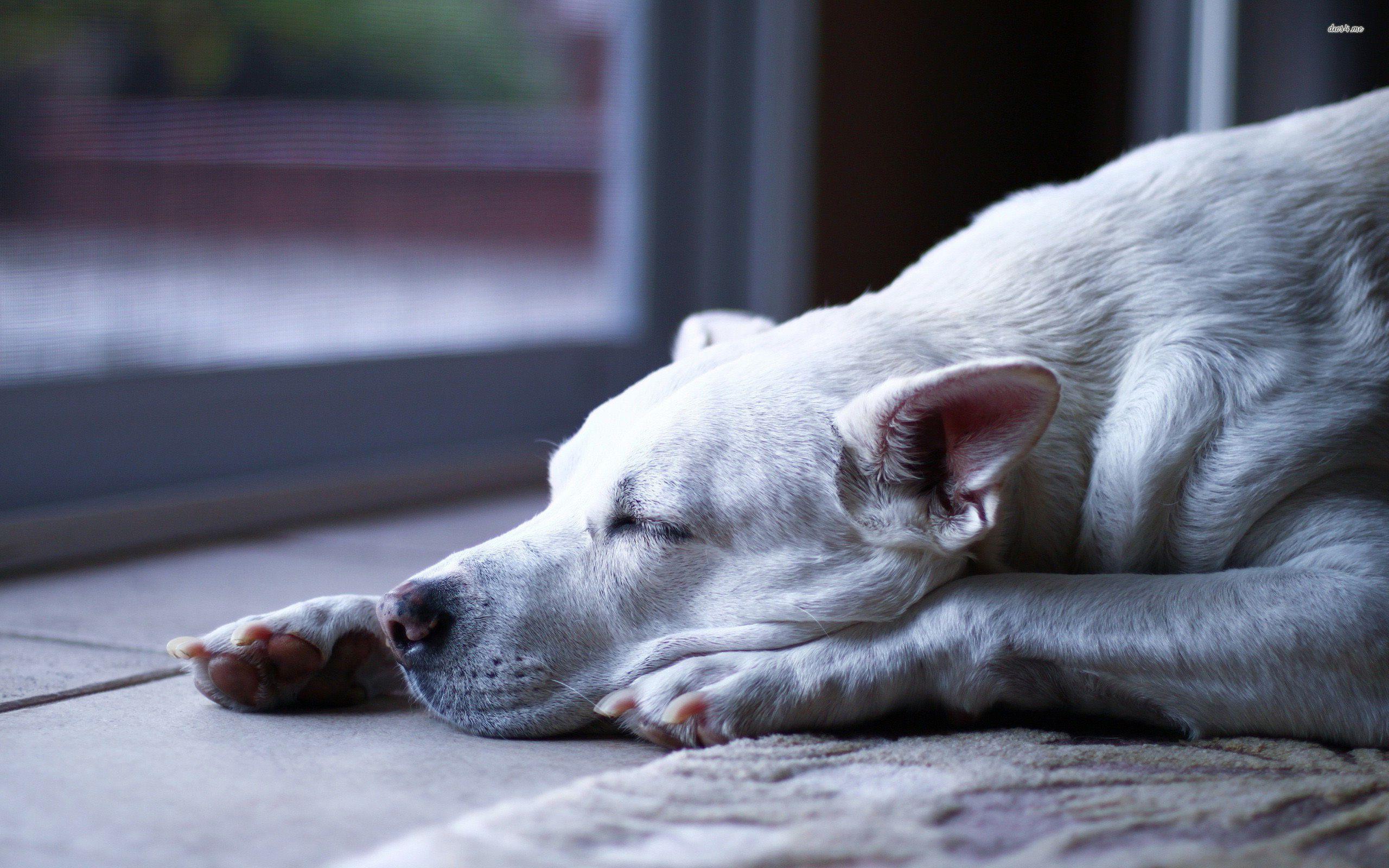 2560x1600 Dogo argentino wallpaper. All HD picture