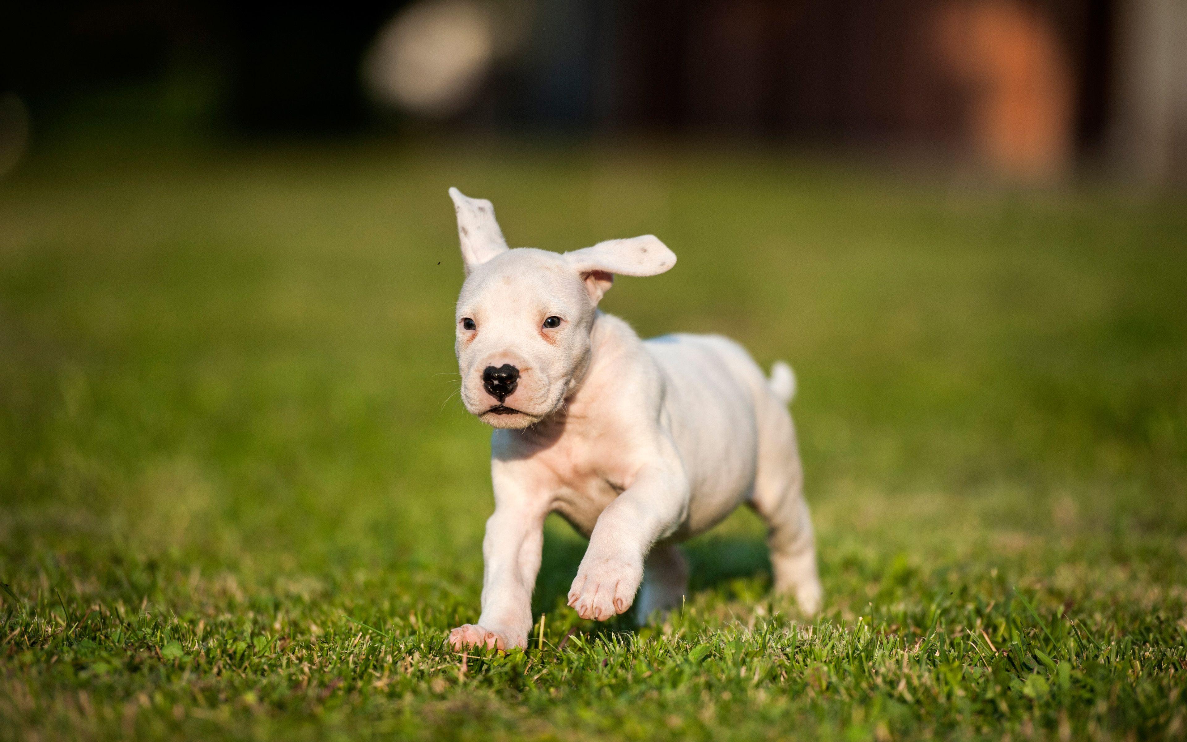 3840x2400 Download wallpaper Dogo Argentino, 4K, Argentinian Mastiff, small white puppy, cute little animals, pets, dogs, Argentine Dogo for desktop with resolution 3840x2400. High Quality HD picture wallpaper
