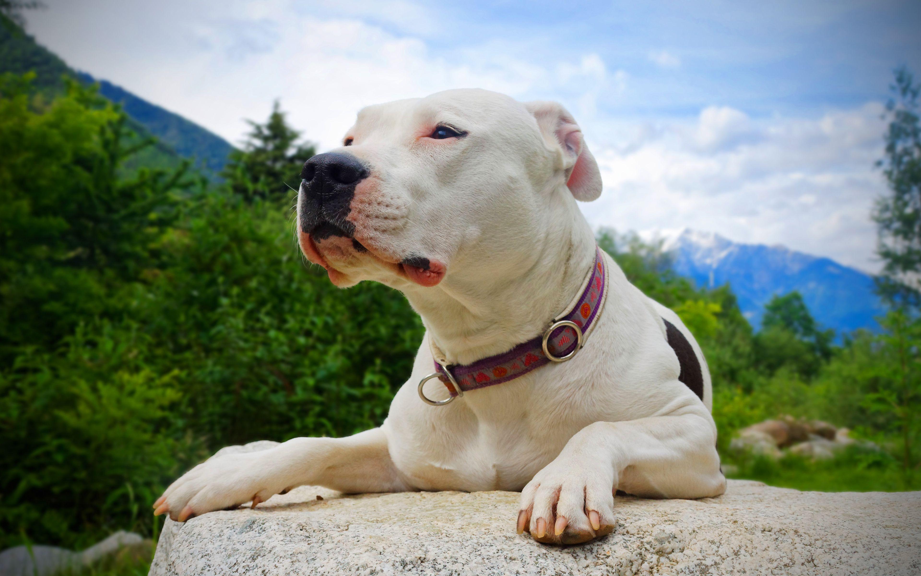 3840x2400 Download Wallpaper 4k, Argentine Dogo, Close Up, Stone, Cute Animals, Pets, Dogo Argentino, Dogs, Argentinian Mastiff, Argentine Dogo Dogs For Desktop With Resolution 3840x2400. High Quality HD Picture Wallpaper