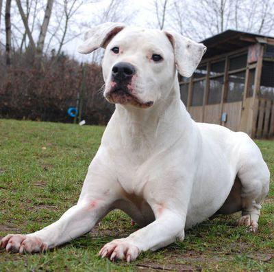 1915x1894 Dogo Argentino Hd Wallpaper Hd Wall Cloud Breed Photo Is Bully
