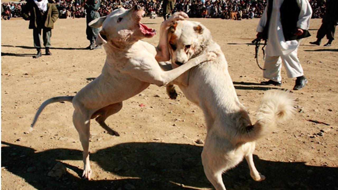 1280x720 Dogo Argentino wallpaperx720