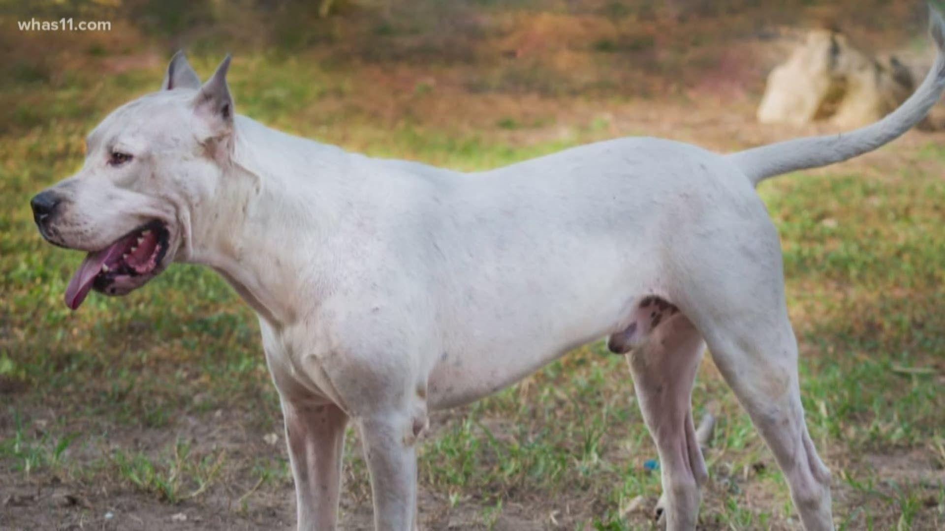 1920x1080 Welcome to the Club: Two new dog breeds recognized for 2020