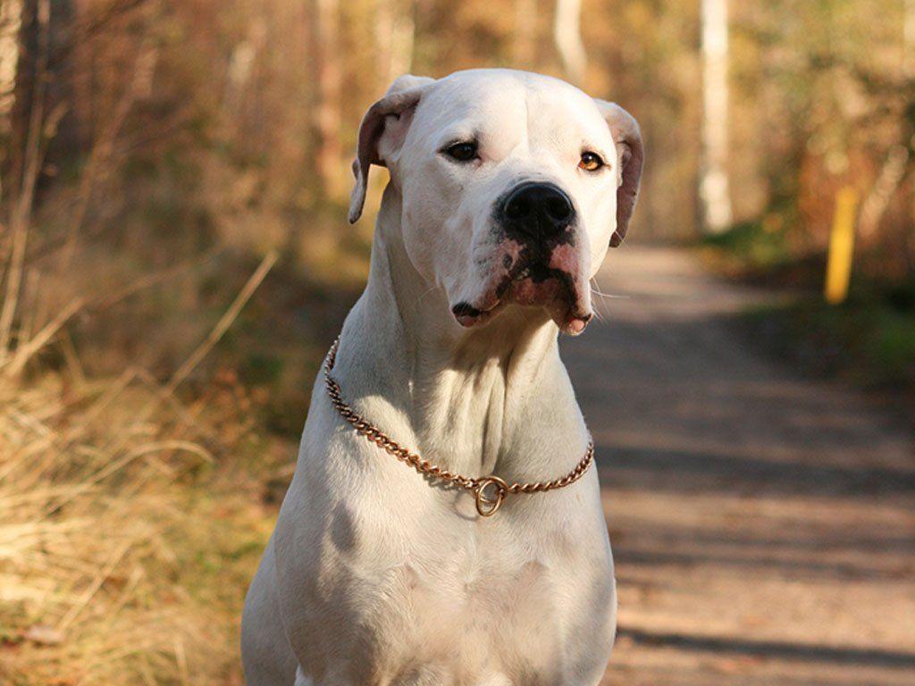1024x768 Brown Dogo Argentino