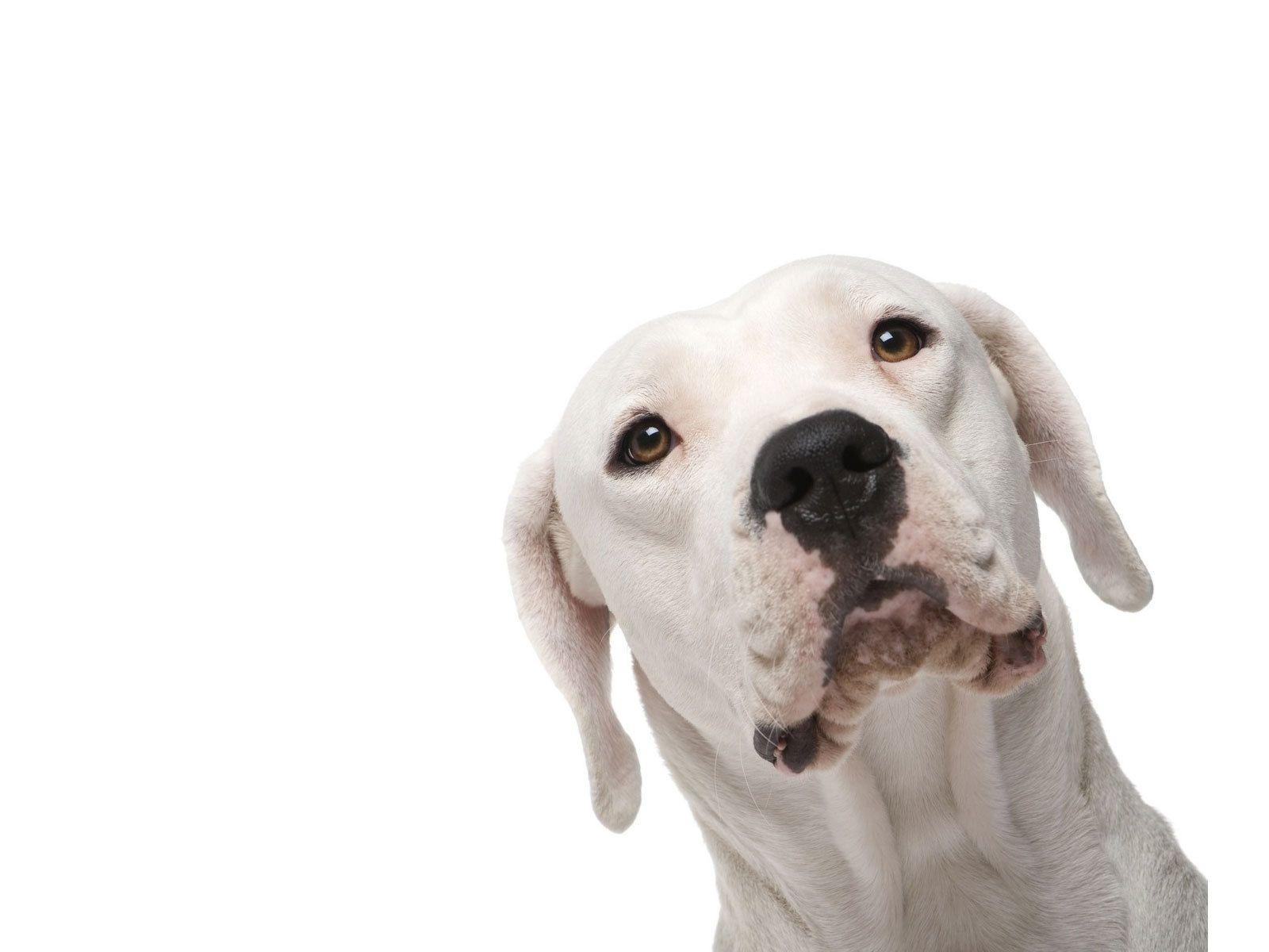 1600x1200 Dogo Argentino on a white background Desktop wallpaper 1600x1200