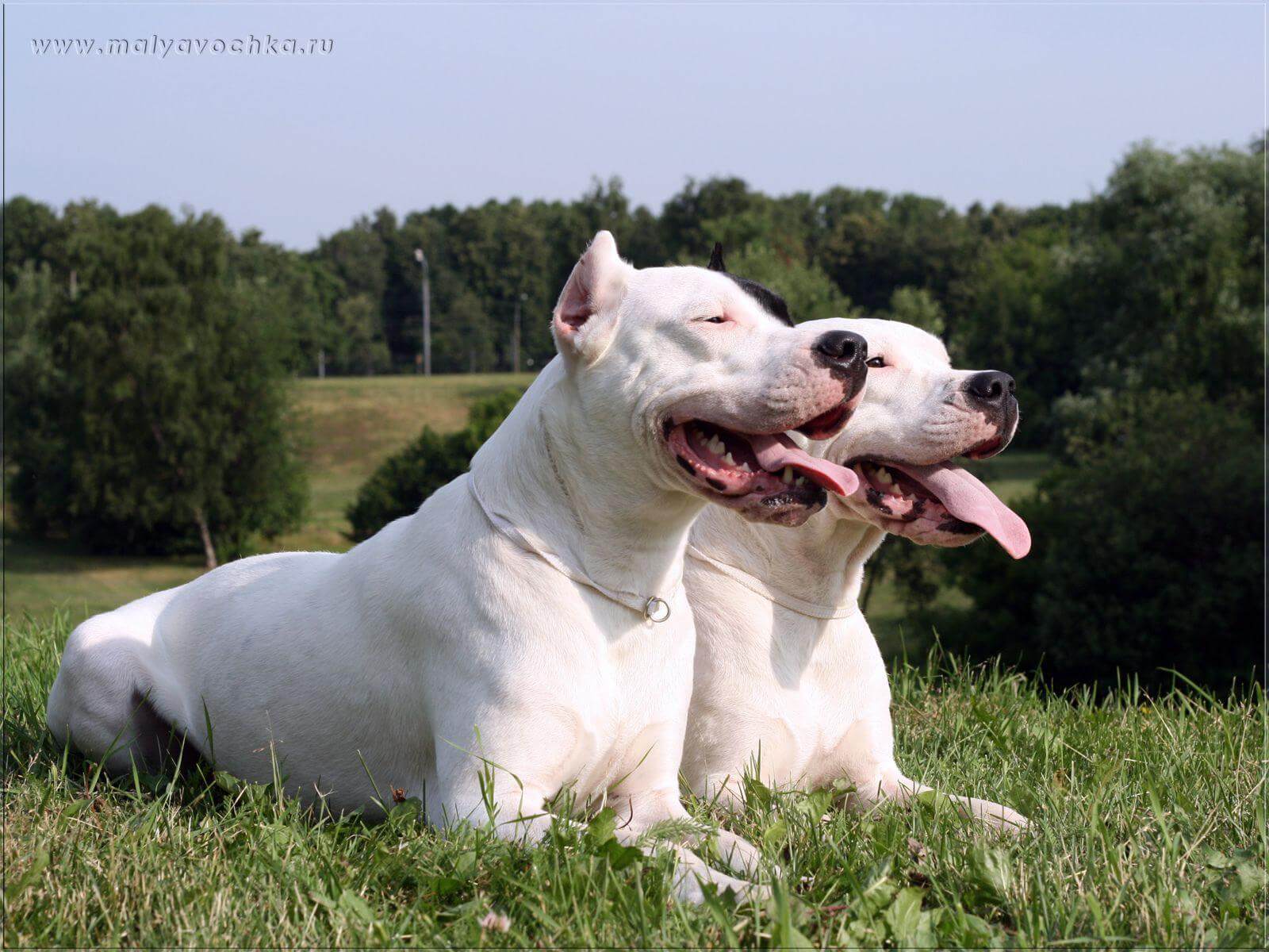 1600x1200 Dogo argentino: un perro musculoso y ágil que esconde mucha ternura Magazine- Revista de mascotas en Panamá