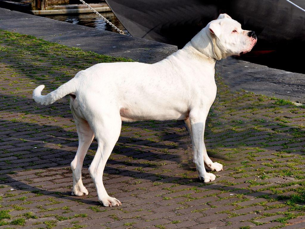 1024x768 Adult Dogo Argentino Desktop wallpaper 1024x768