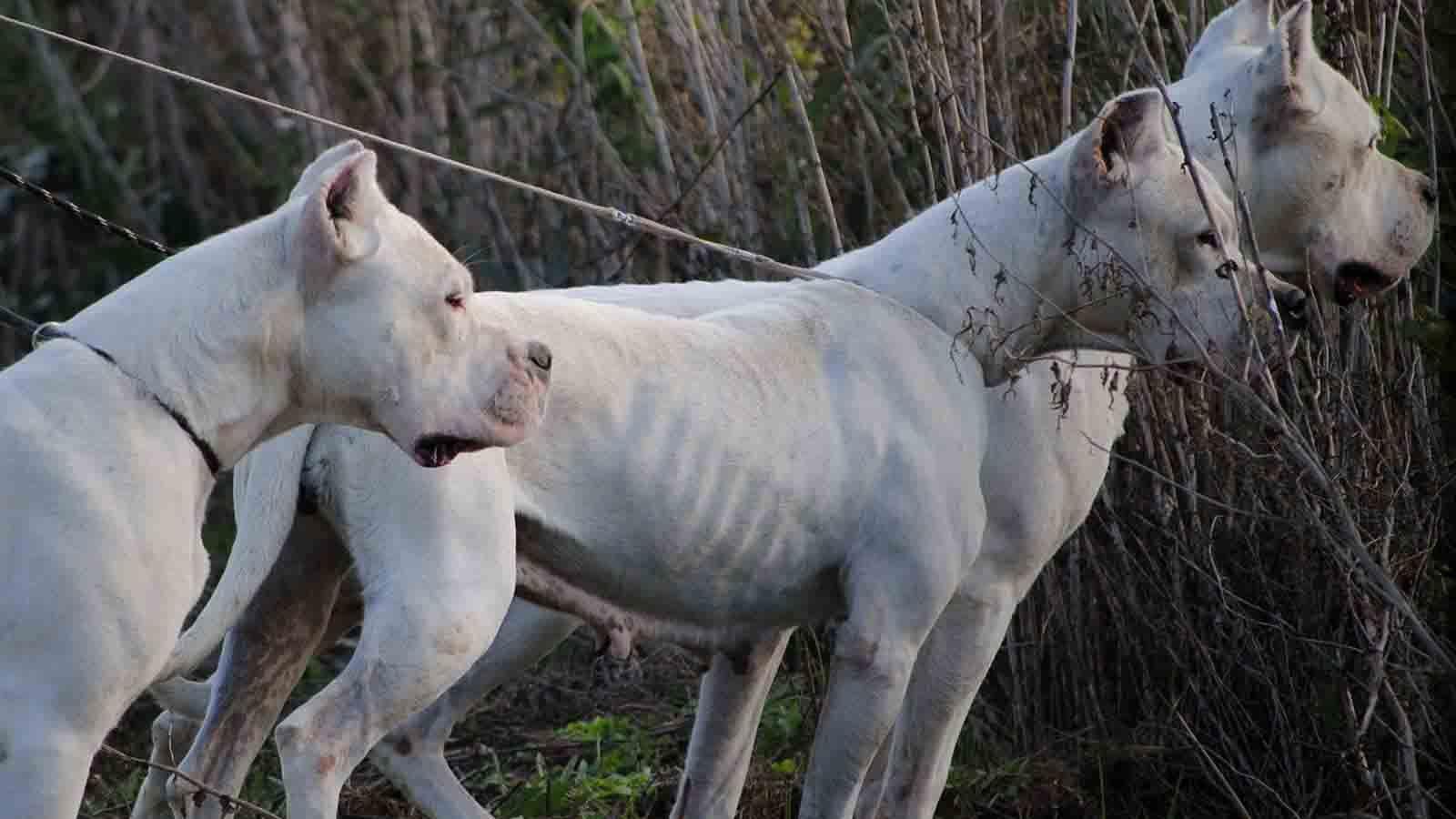 1600x900 ANTU MAKTO Dogo Argentino kennel