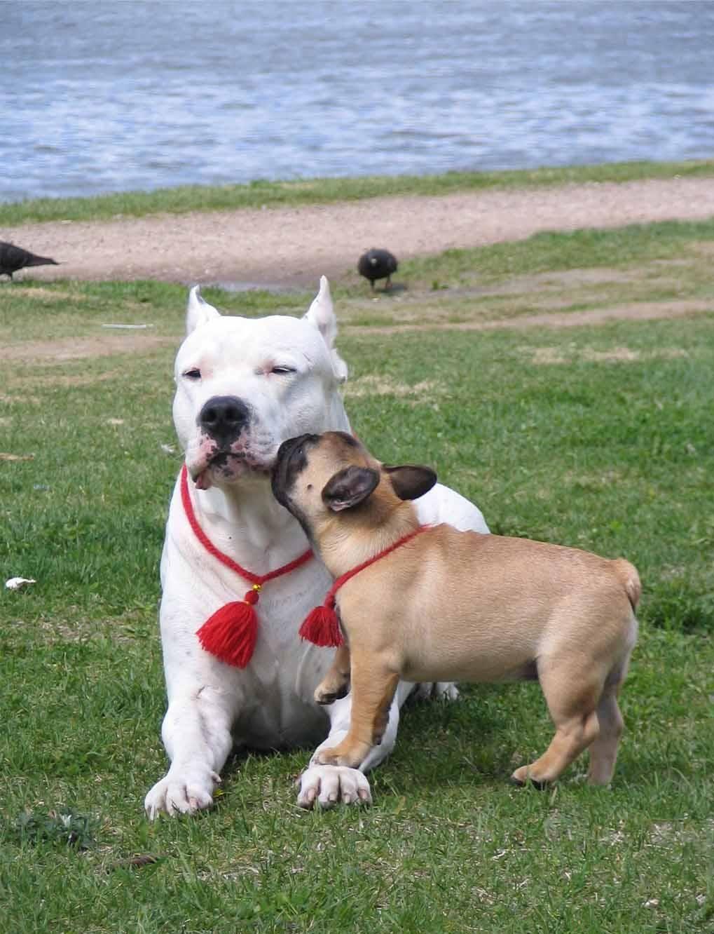 1019x1332 Dogo Argentino Wallpaper /dogo Argentino Wallpaper/. Dog Argentino, Bully Dog, Dogs