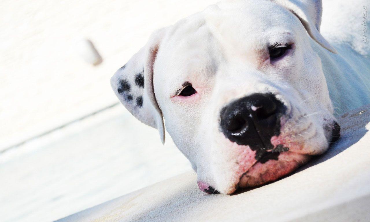 1280x768 Free download Dogo Argentino closeup wallpaper and image wallpaper [1280x768] for your Desktop, Mobile & Tablet. Explore Dogo Wallpaper. Dogo Wallpaper