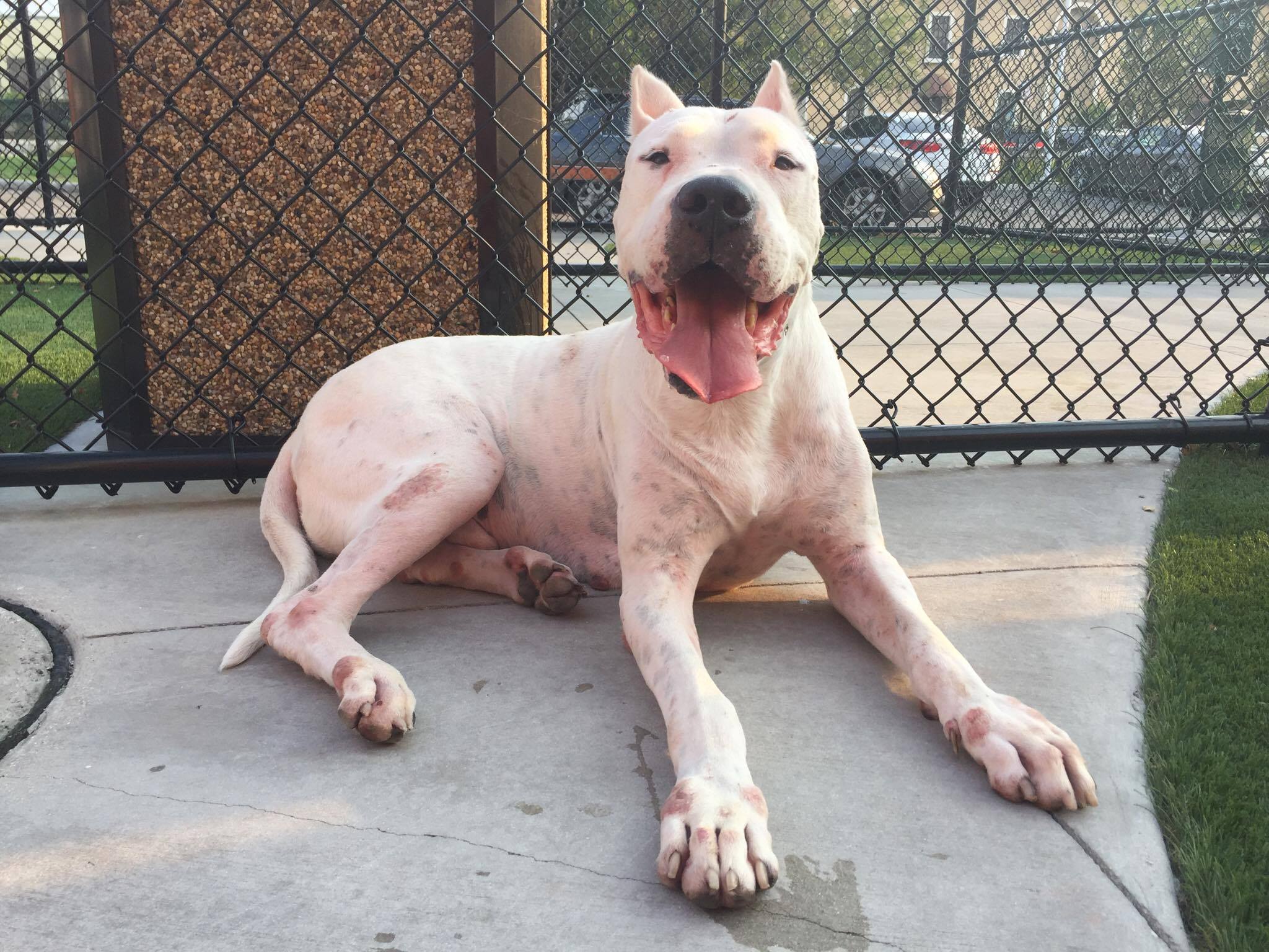2048x1536 DC Dogos. About Rescue Efforts For Dogo Argentino