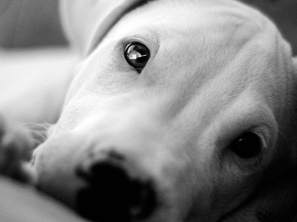 1024x768 dogo argentino shared