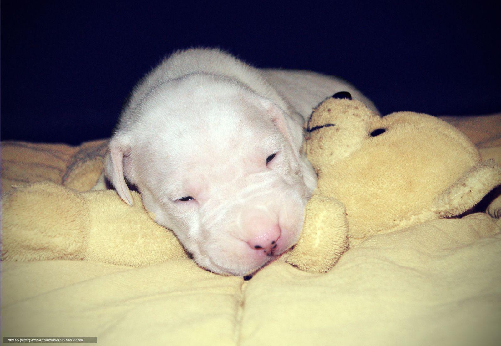 1600x1105 Download wallpaper sleeping puppy, white angel, puppy, Dogo Argentino free desktop wallpaper in the resolution 2742x1893