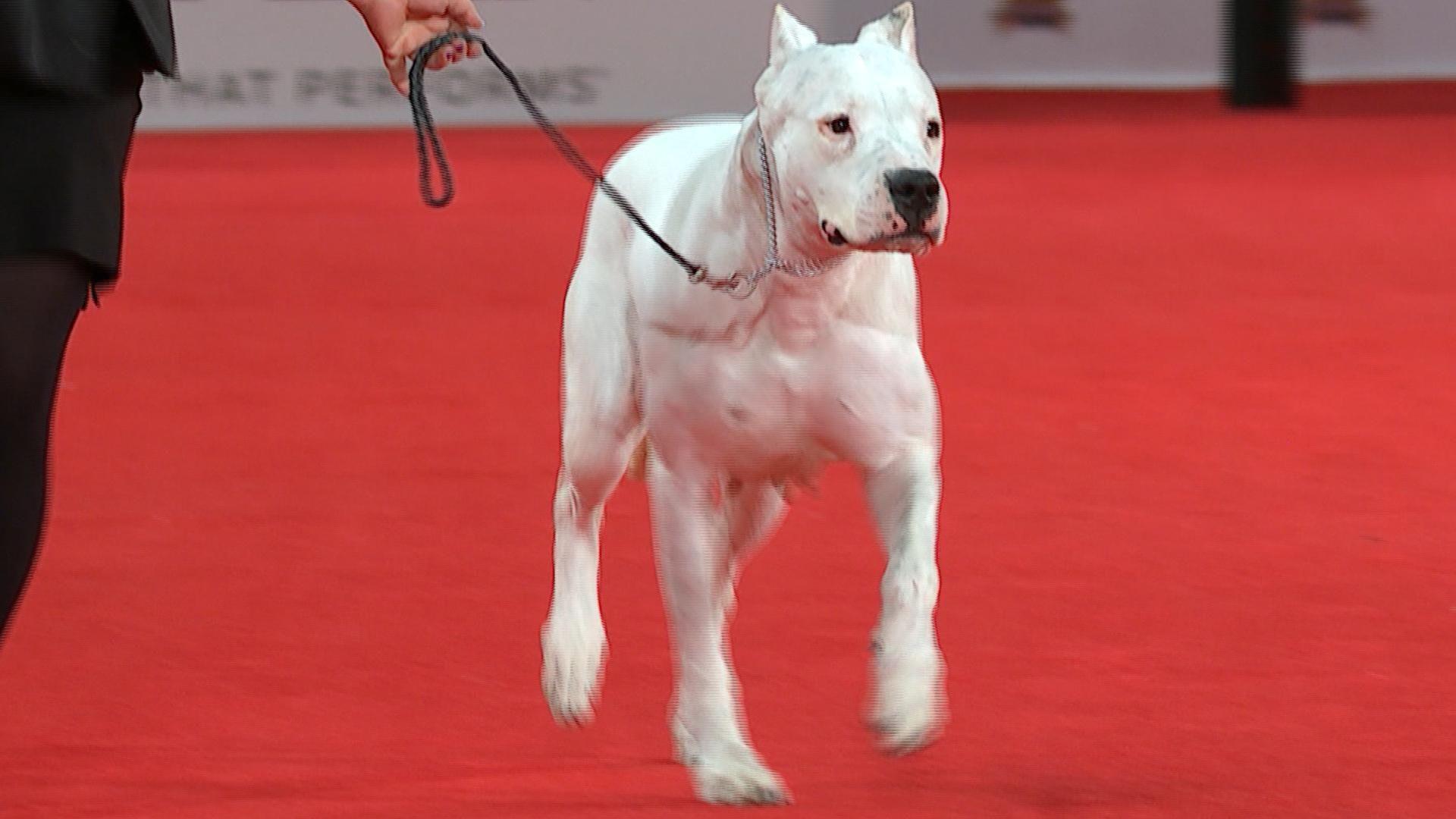 1920x1080 Beverly Hills Dog Show 2020: How to watch, livestream new breeds