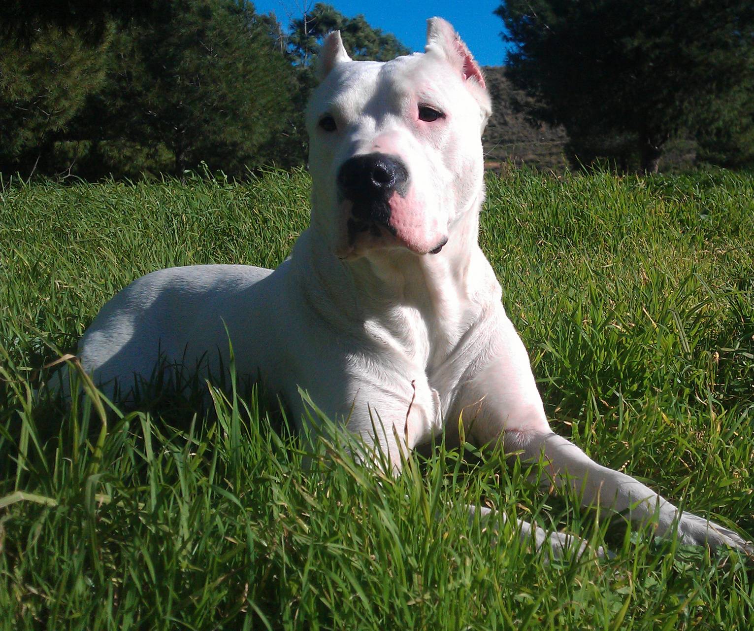 1531x1280 Dogo Argentino wallpaper