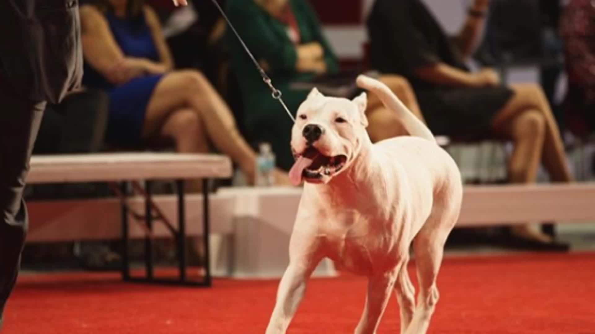 1920x1080 The Dogo Argentino and Barbet meet the American Kennel Club's requirements, becoming the world's newest dog breeds