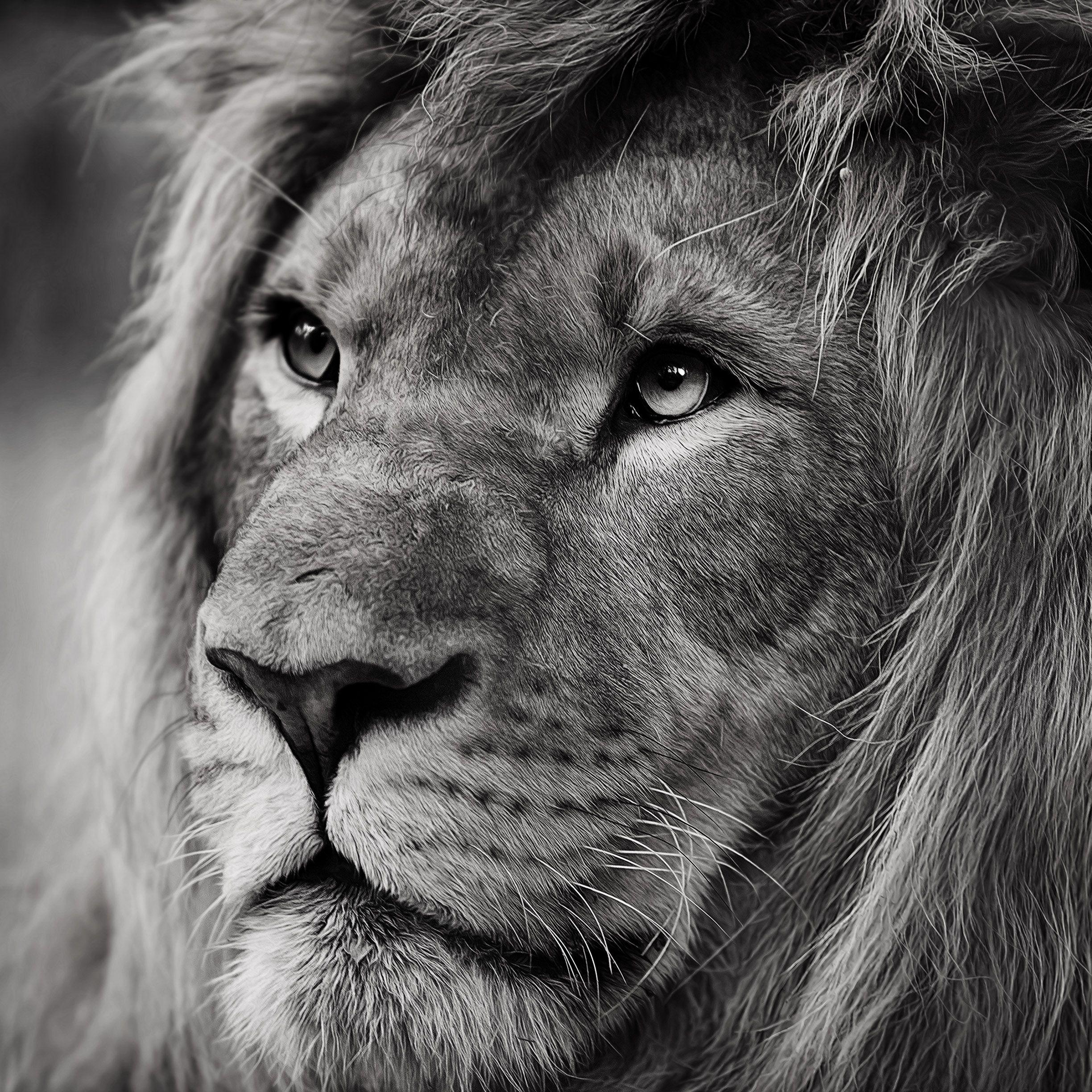 Original Lion Wallpaper Hd 1080p Black And White