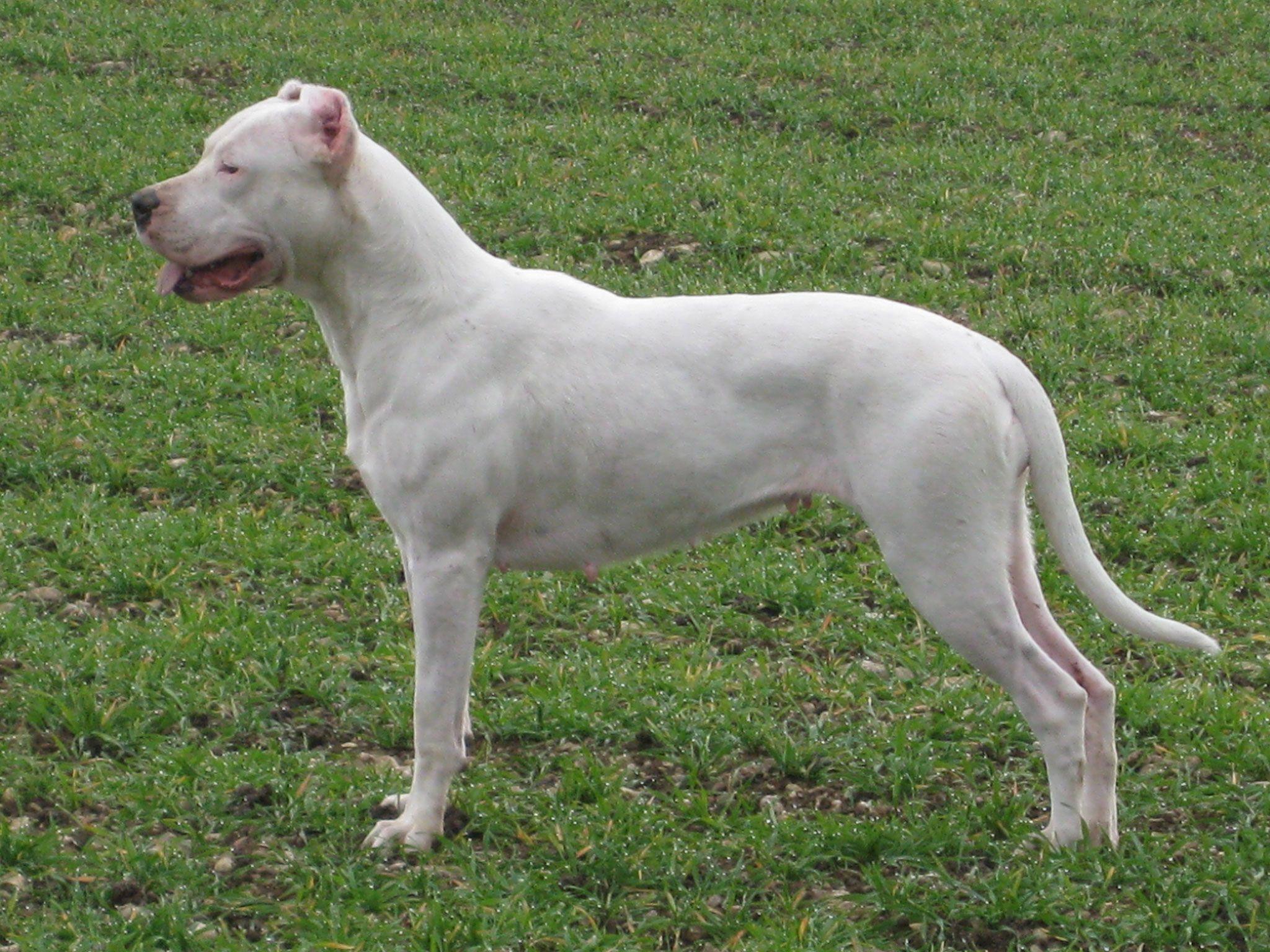 2048x1536 Dogo Argentino wallpaperx1536