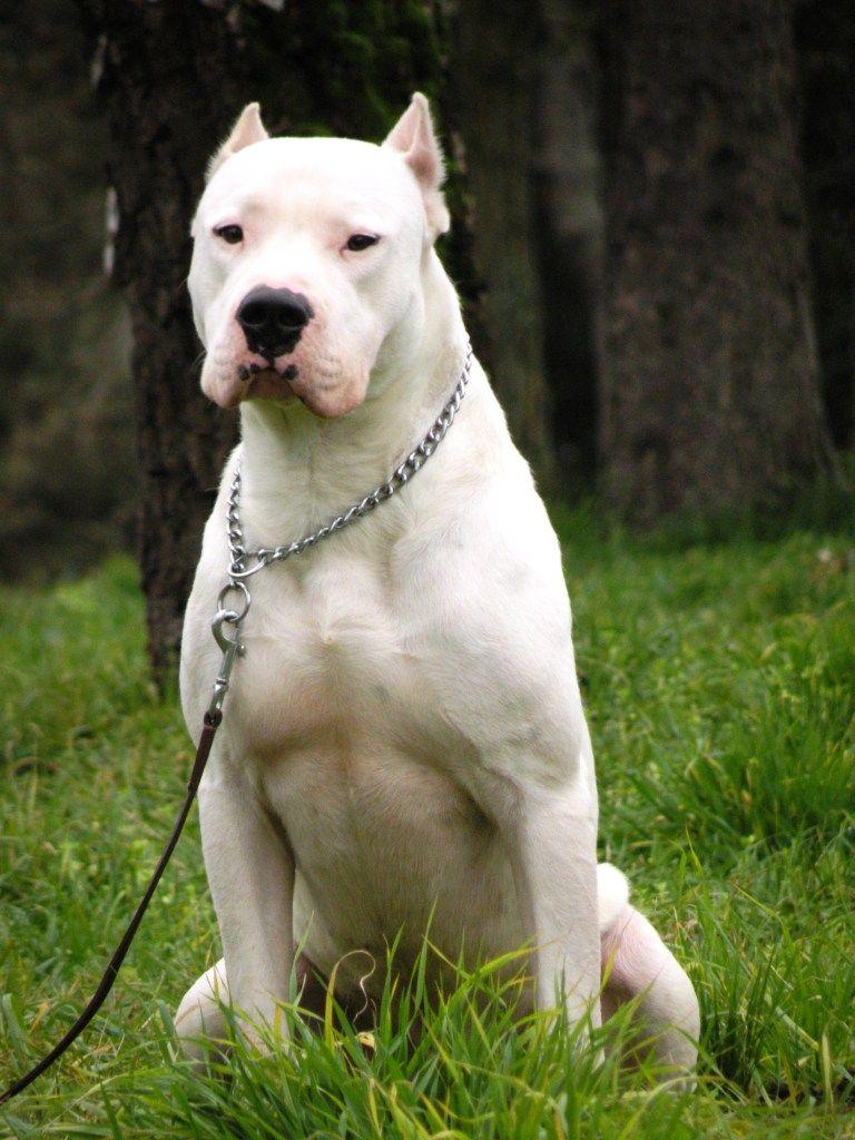 768x1024 Dogo Argentino Wallpaper