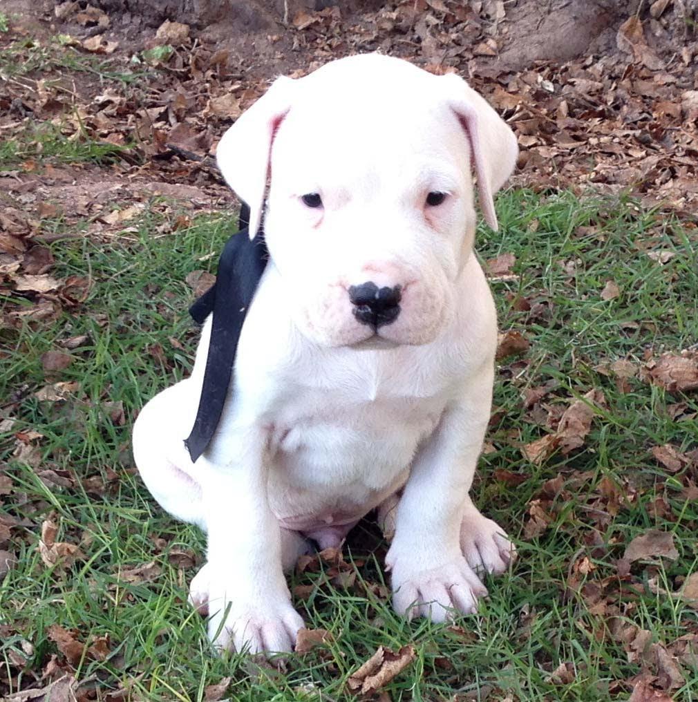1010x1016 Dogo Argentino High Quality Wallpaper