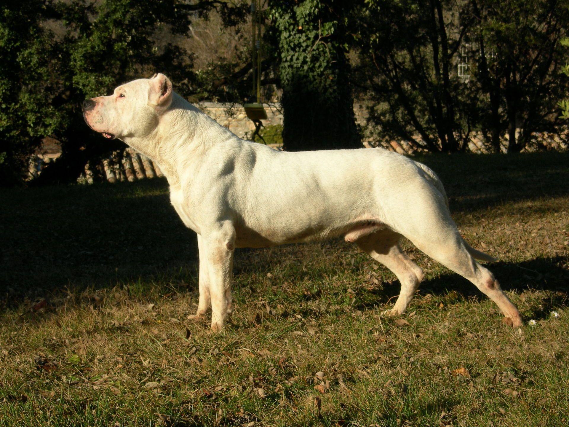 1920x1440 Hermoso, brillante, fondos de pantalla de alta calidad con Dogo Argentino contra la naturaleza