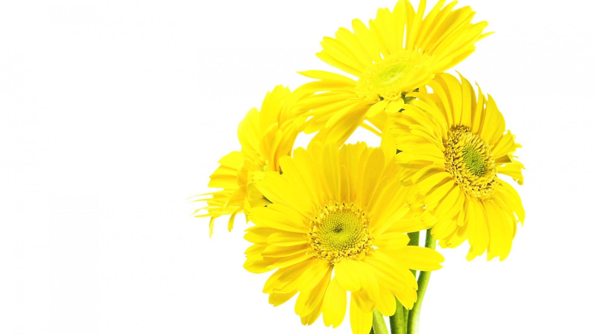 1920x1080 Yellow And White Wallpaper