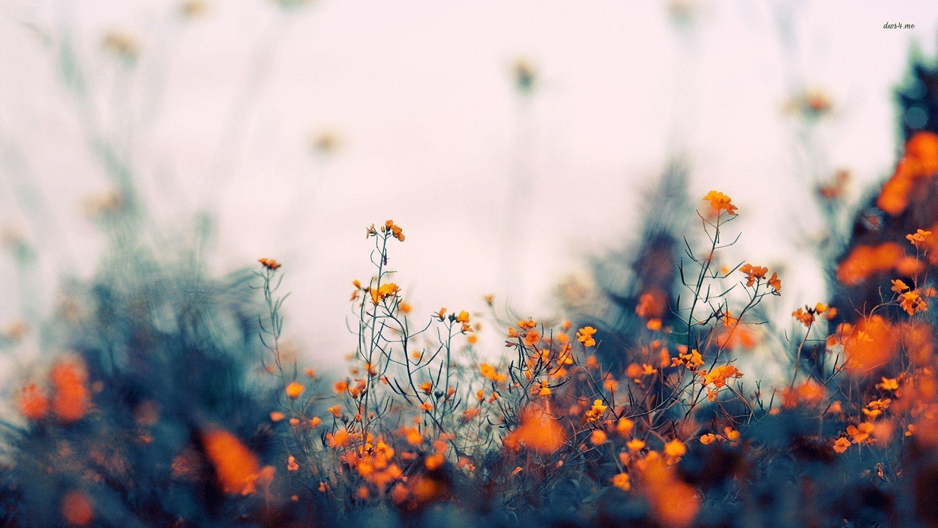 1920x1080 Aesthetic Pastel Flowers Desktop Wallpaper