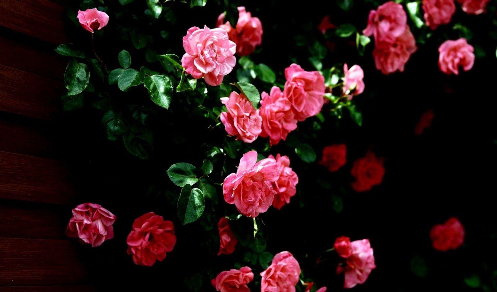 1600x940 Desktop Background Flowers