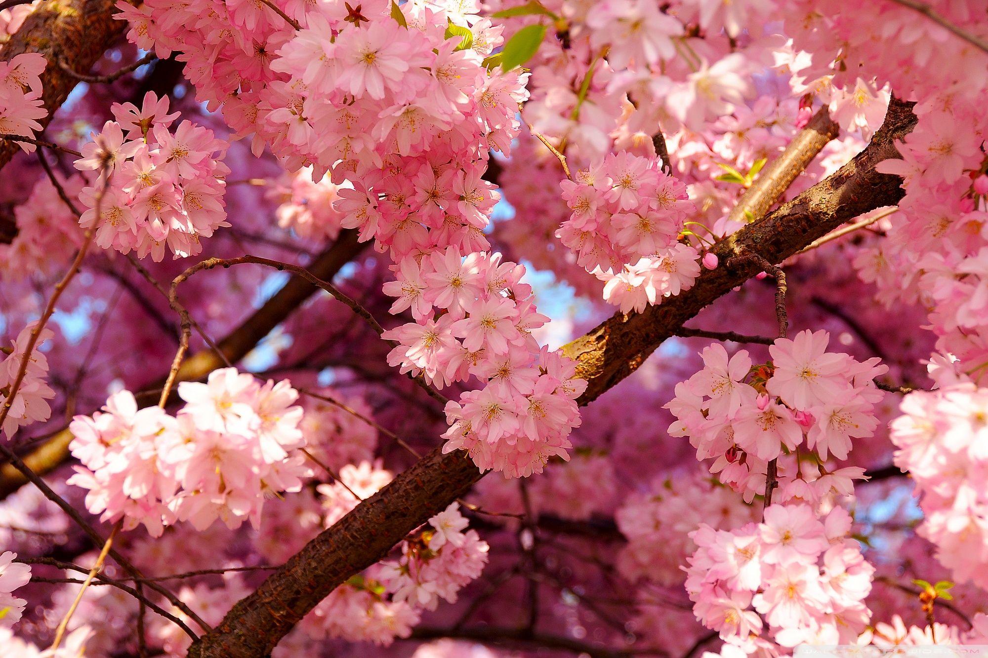2000x1333 Flowers Aesthetic Wallpaper