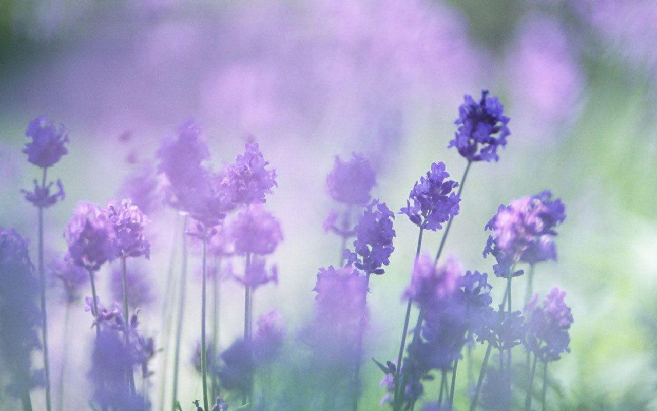 1280x800 Lavender Flower Background