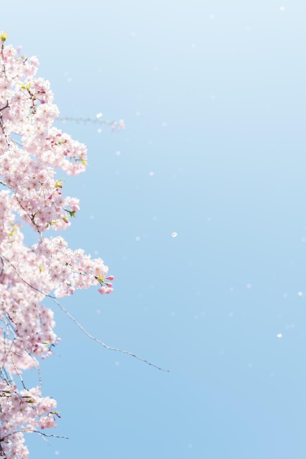 1000x1498 Cherry Blossom Wallpaper: Free HD Download [HQ]