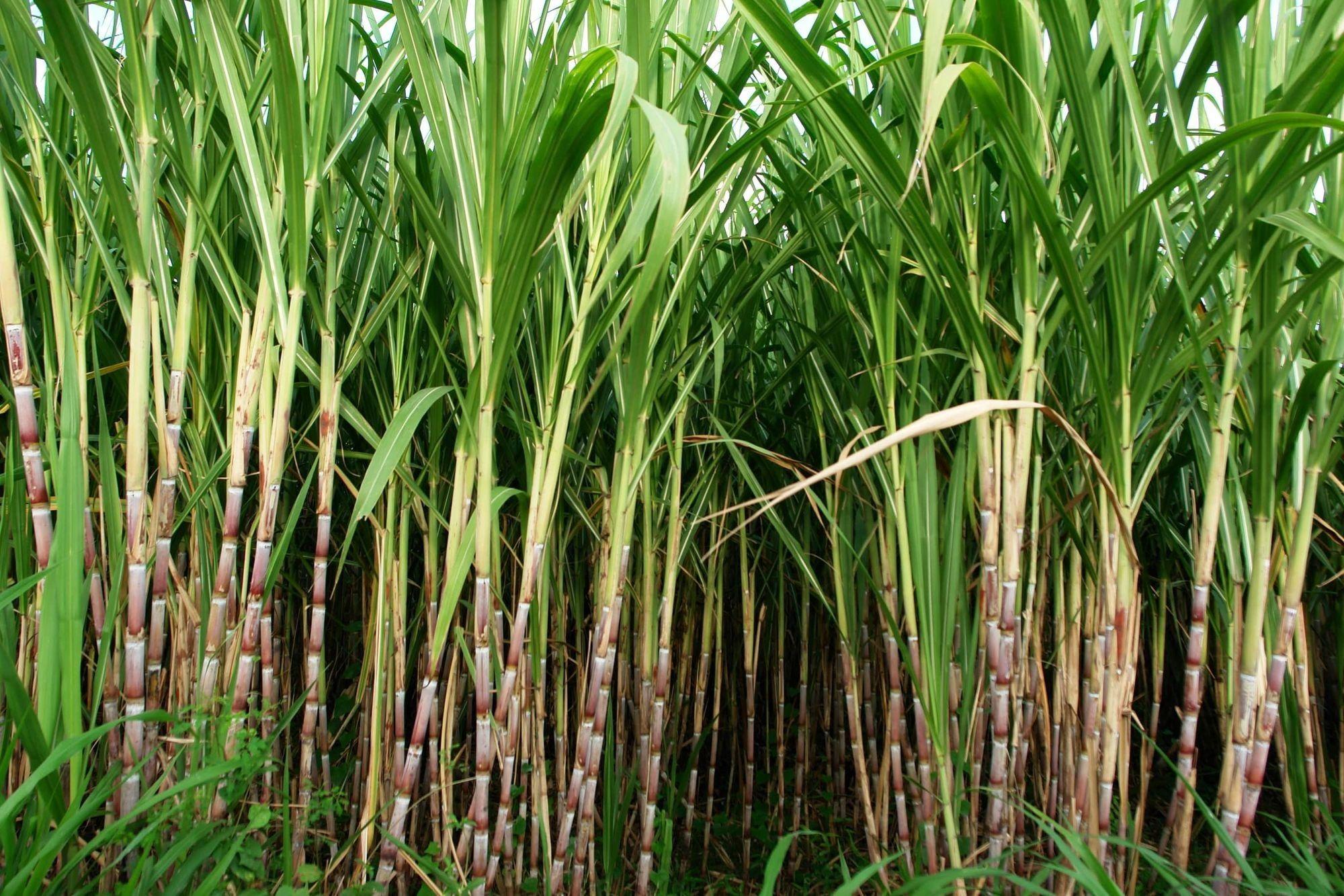 Сахарный тростник районы выращивания