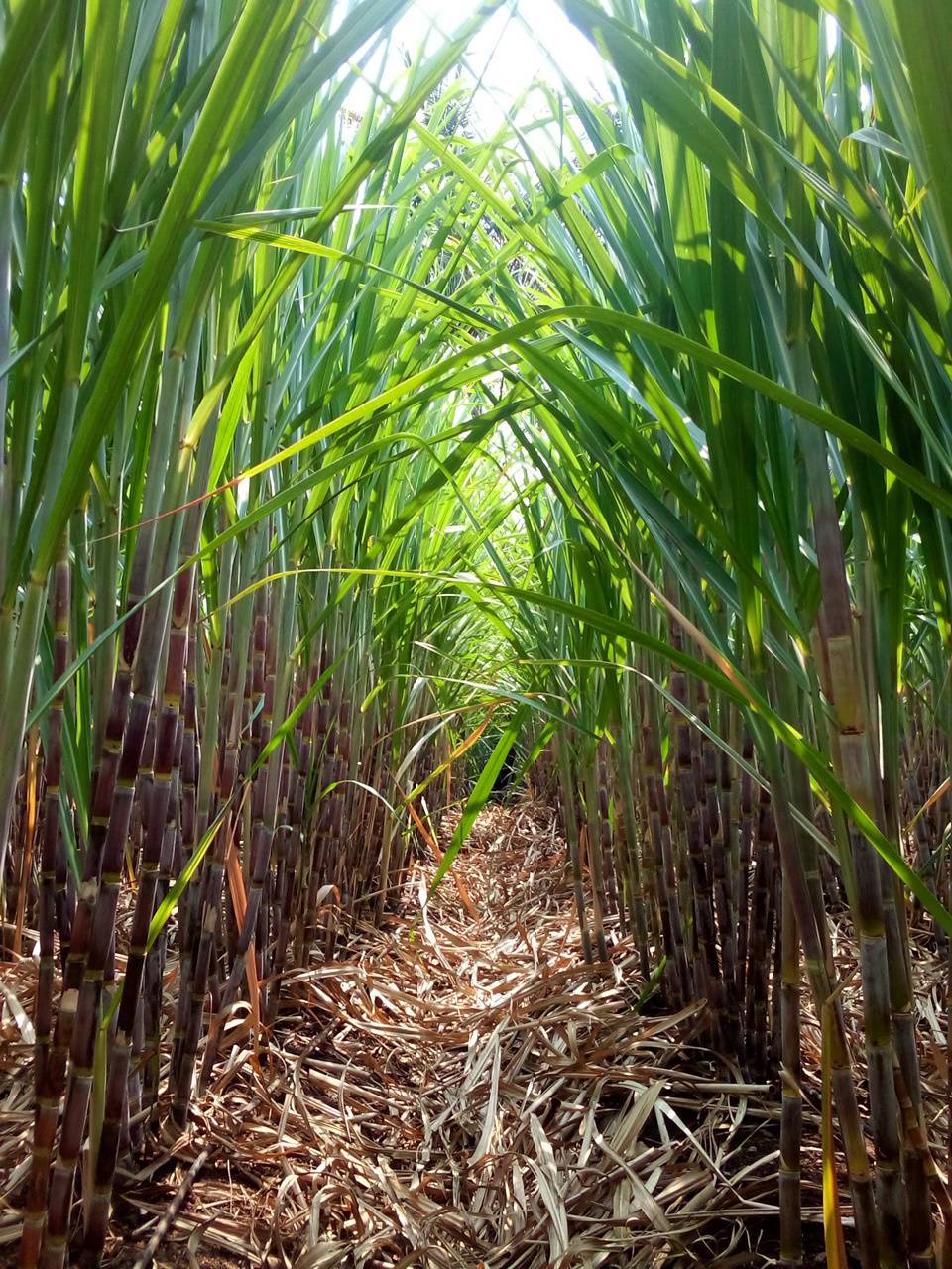 Sugarcane Wallpapers - Top Free Sugarcane Backgrounds - WallpaperAccess