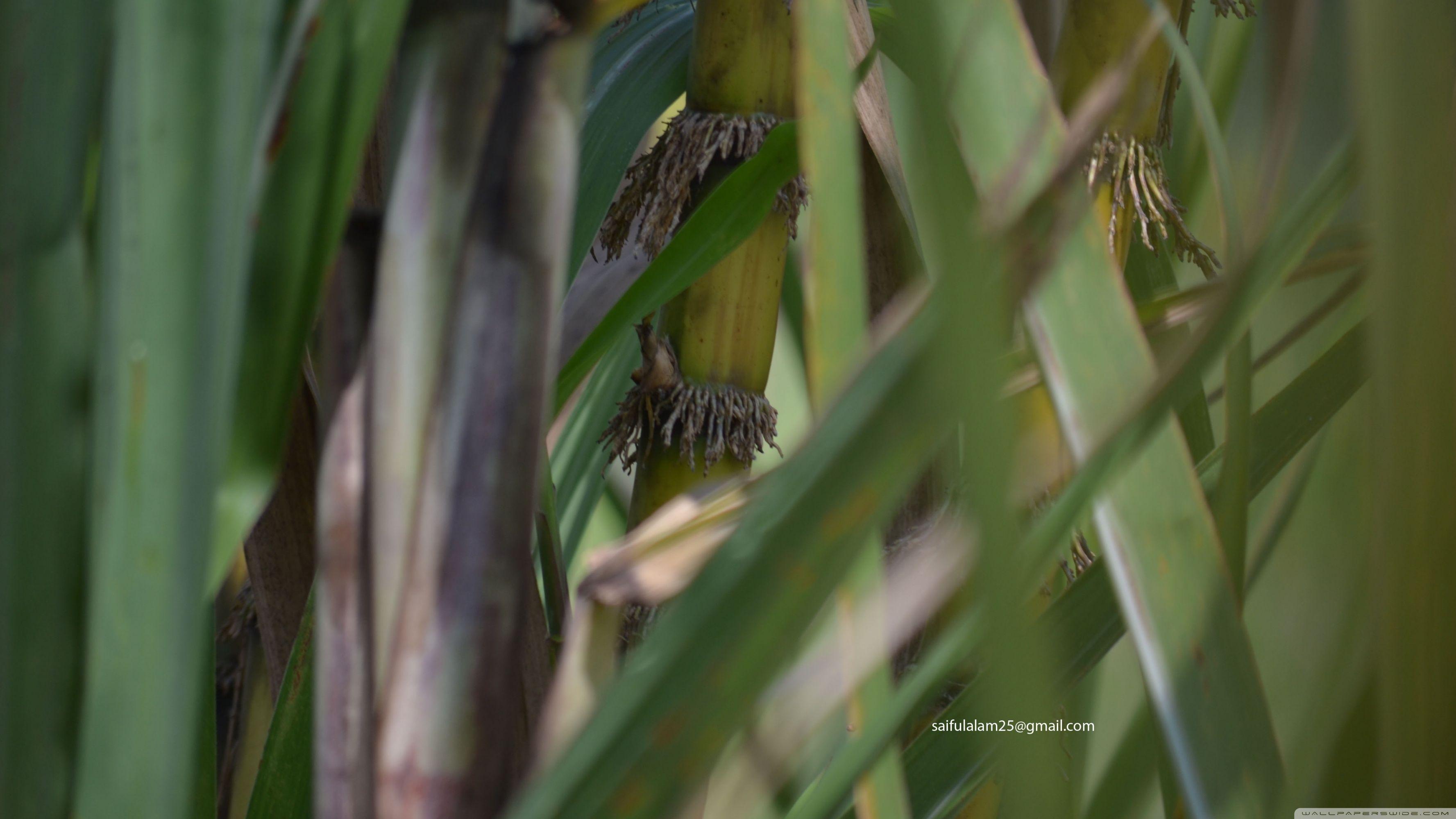 3554x1999 Sugarcane Ultra HD Desktop Background Wallpaper for 4K UHD TV : Widescreen & UltraWide Desktop & Laptop