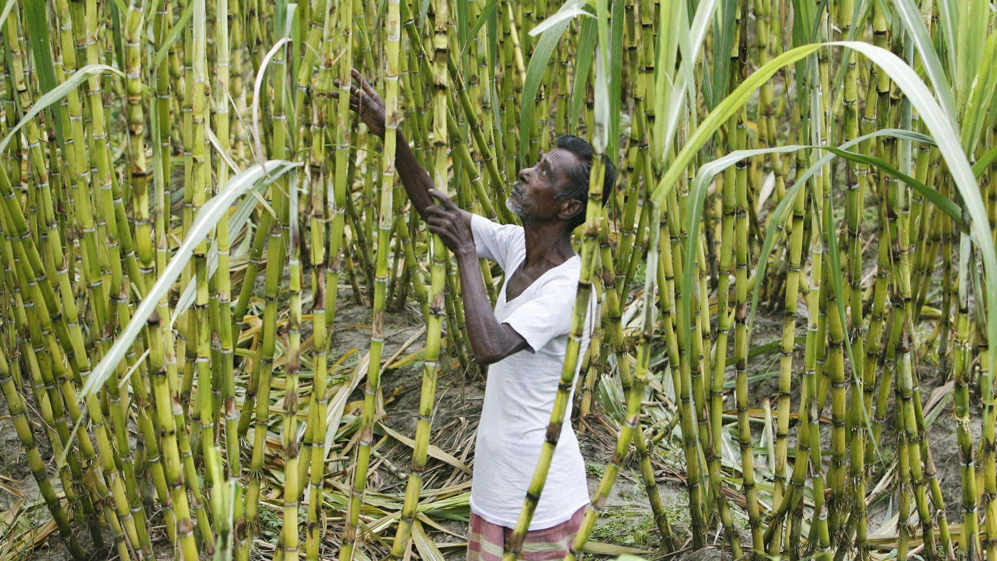 2048x1152 India faces WTO investigation over sugar subsidies