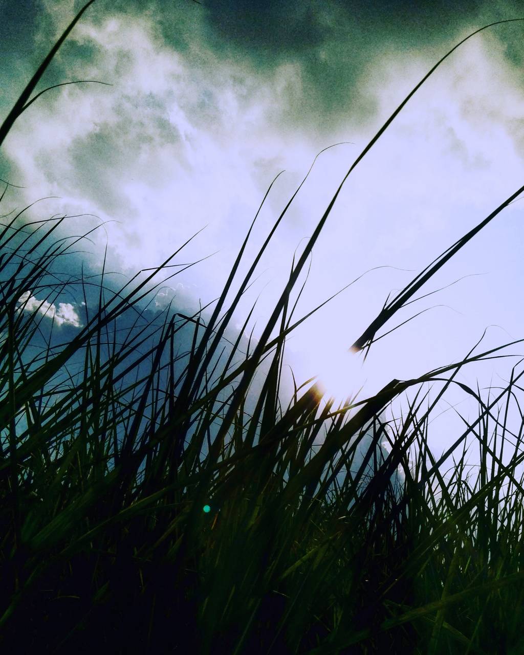 1024x1280 Sugar cane wallpaper