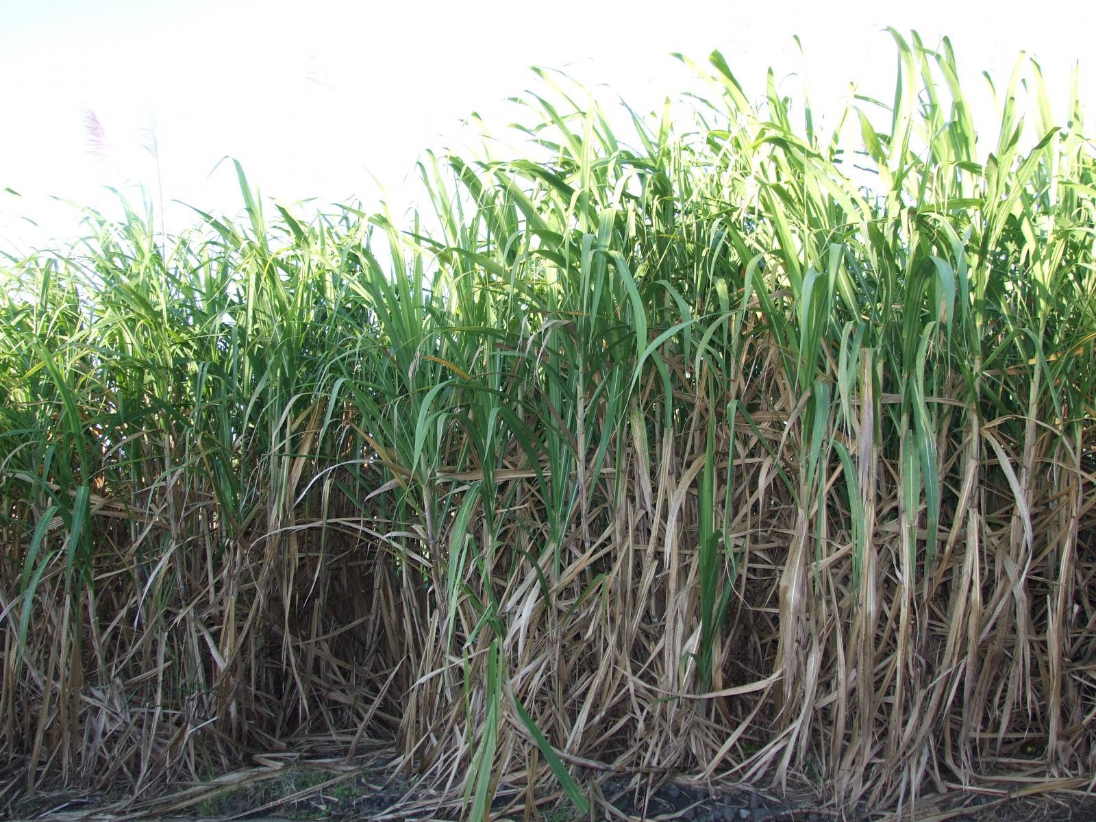 1600x1200 Sugarcane forage, whole plant