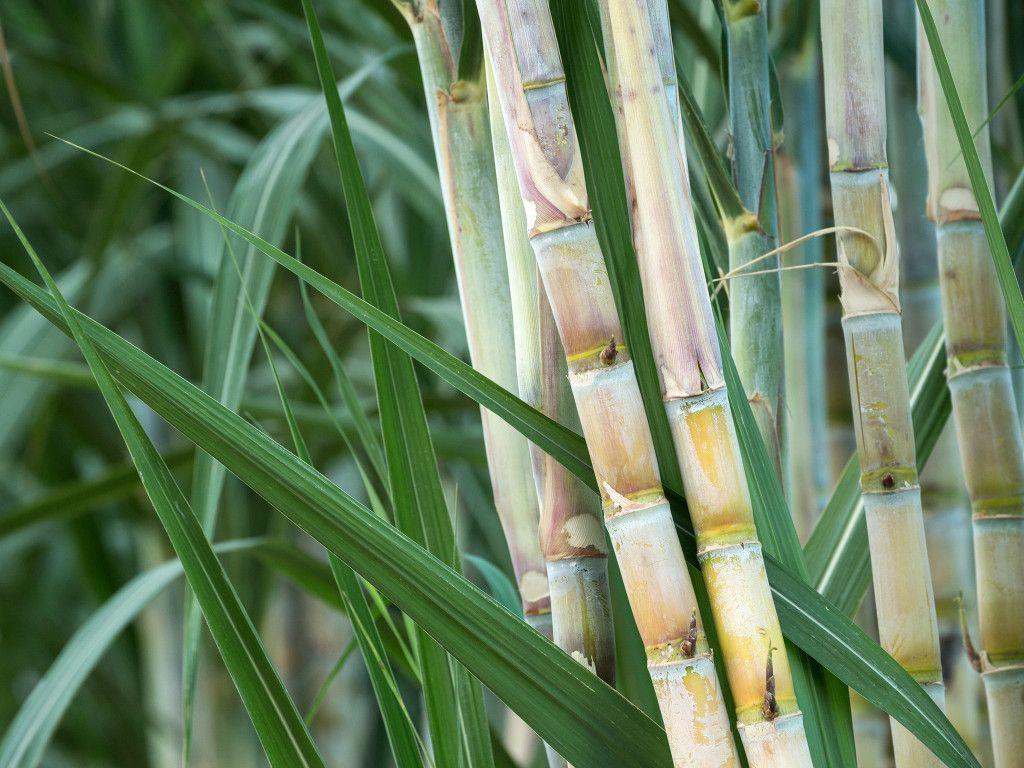 Sugar Cane Wallpapers Top Free Sugar Cane Backgrounds WallpaperAccess