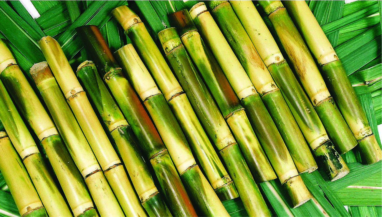 Бразилия сахарный тростник. Сахарный тростник в Бразилии. Сахарный тростник культивируемый. Растение Индии сахарный тростник. Сахарный тростник в Китае.
