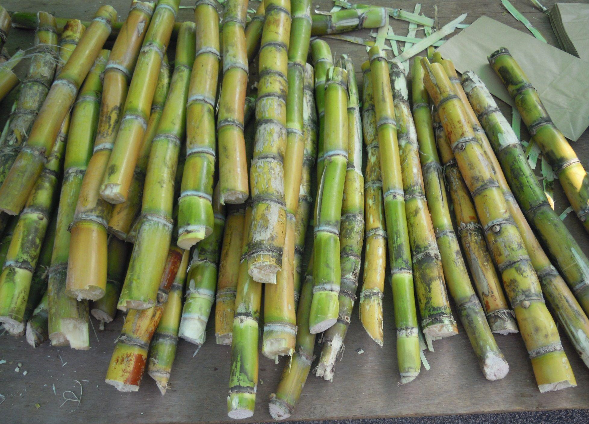 1955x1406 Sugarcane( Hindi: गन्ना. Telugu: చెరకు. Urdu: گنے )