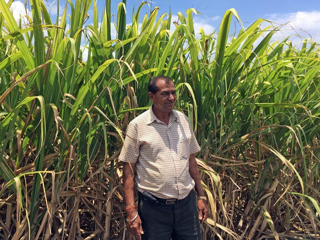 Sugar Cane Wallpapers Top Free Sugar Cane Backgrounds WallpaperAccess