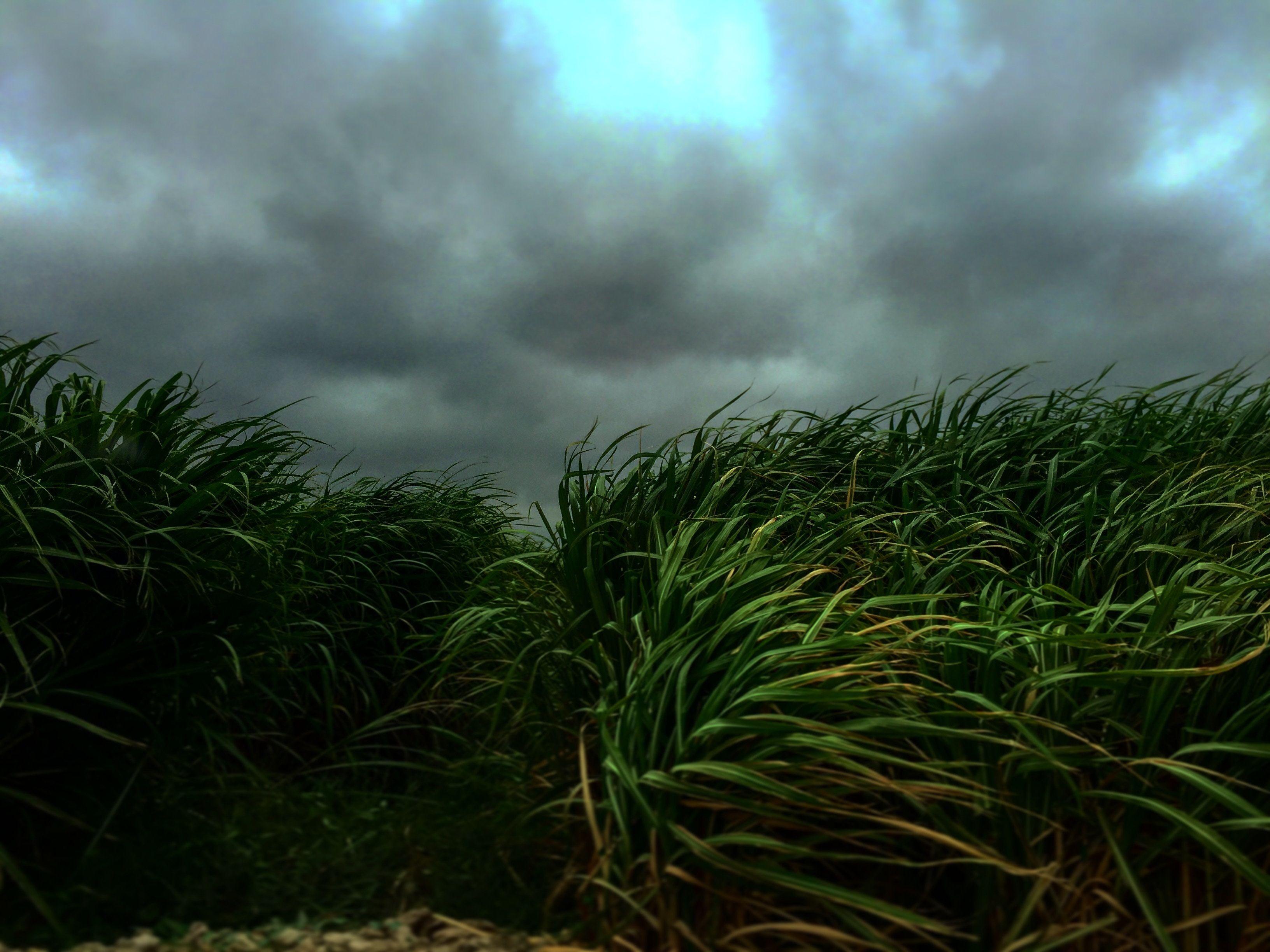 3264x2448 sugarcane HD wallpaper, Background