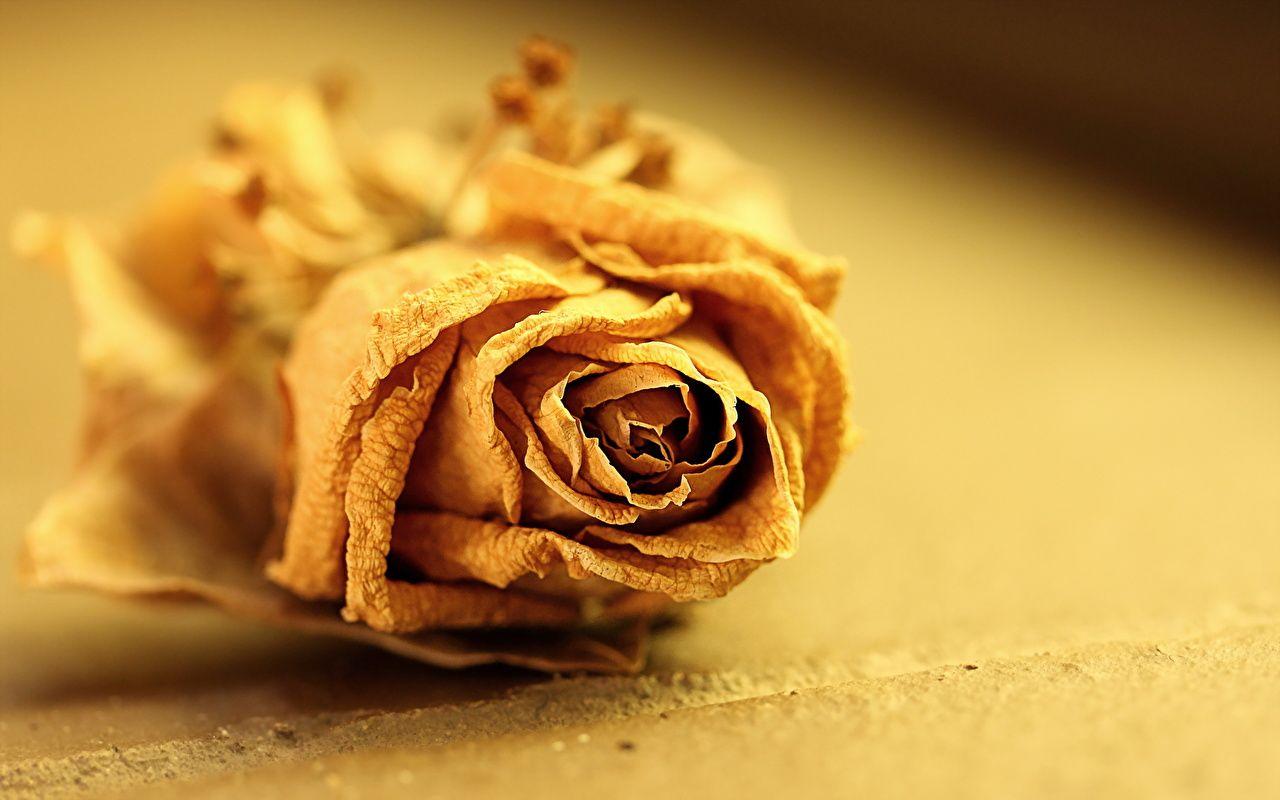 1280x800 image rose flower Dry