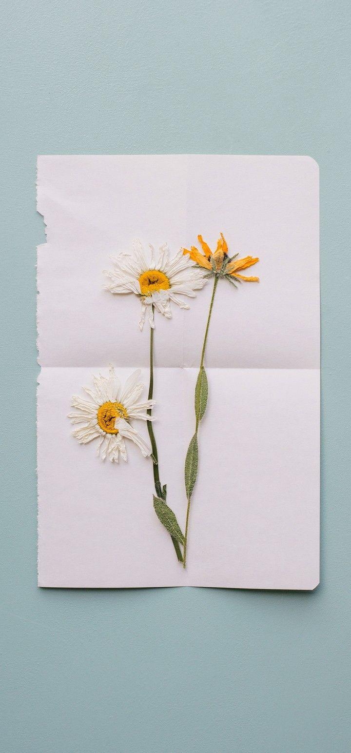 720x1544 Flowers Herbarium Dry Wallpaper - [720x1544]