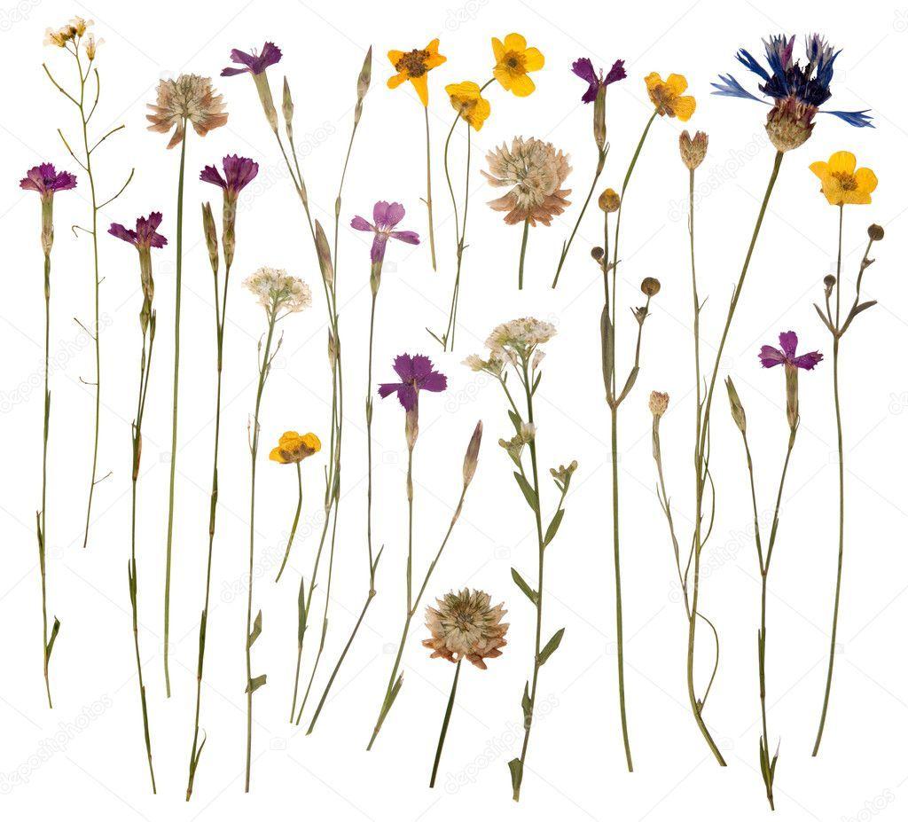 1024x927 Pressed Flowers Background. Depressed Wallpaper, Repressed Anger Wallpaper and Depressed Girl Wallpaper