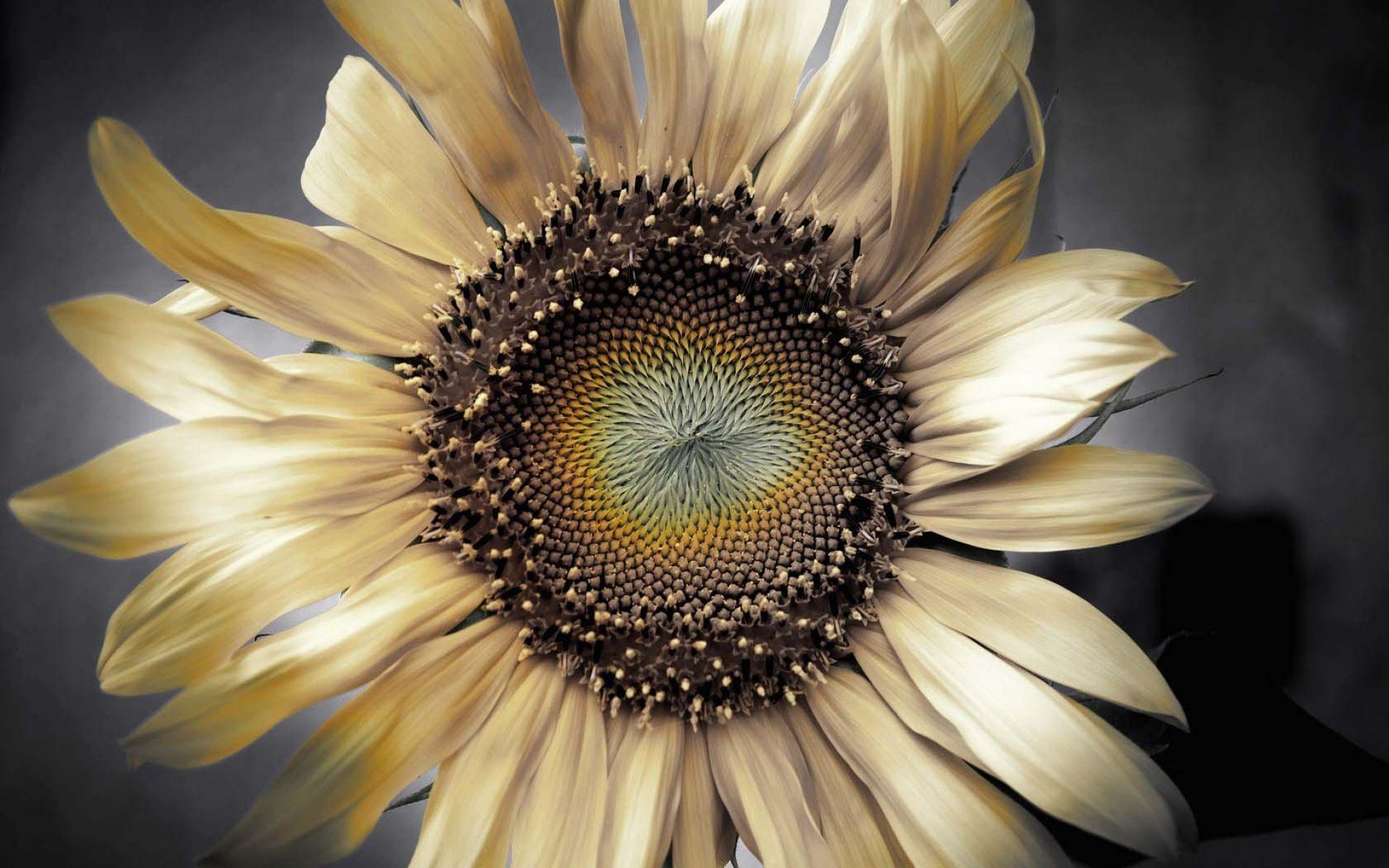 1920x1200 Dry Flower Sunflower Petals Wallpaper. HD Flowers Wallpaper for Mobile and Desktop