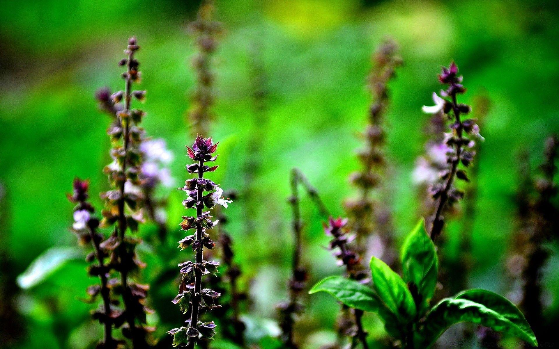 1920x1200 Dry Flowers