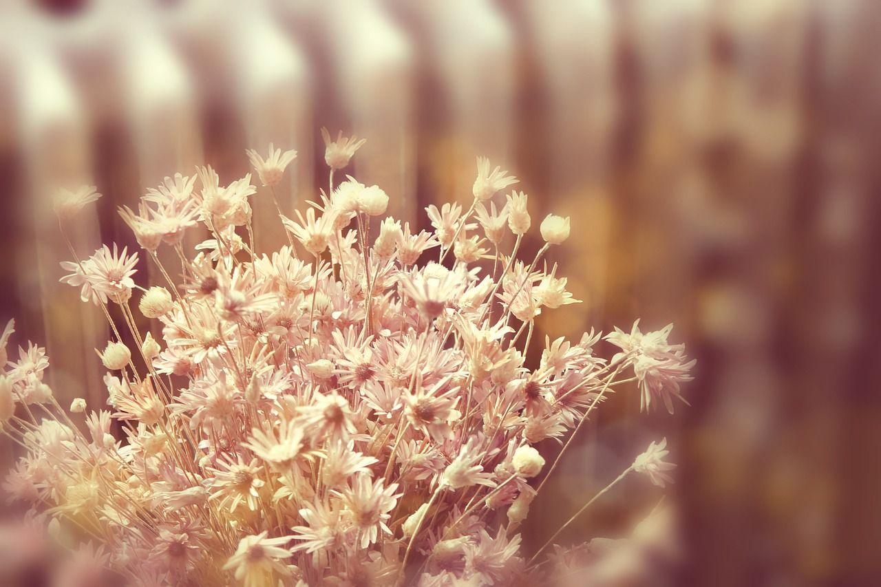 Dry Flowers Wallpapers - Top Free Dry Flowers Backgrounds - WallpaperAccess